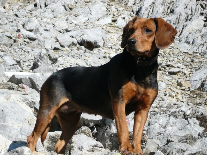 Tyrolean Hound Dog Breed Information