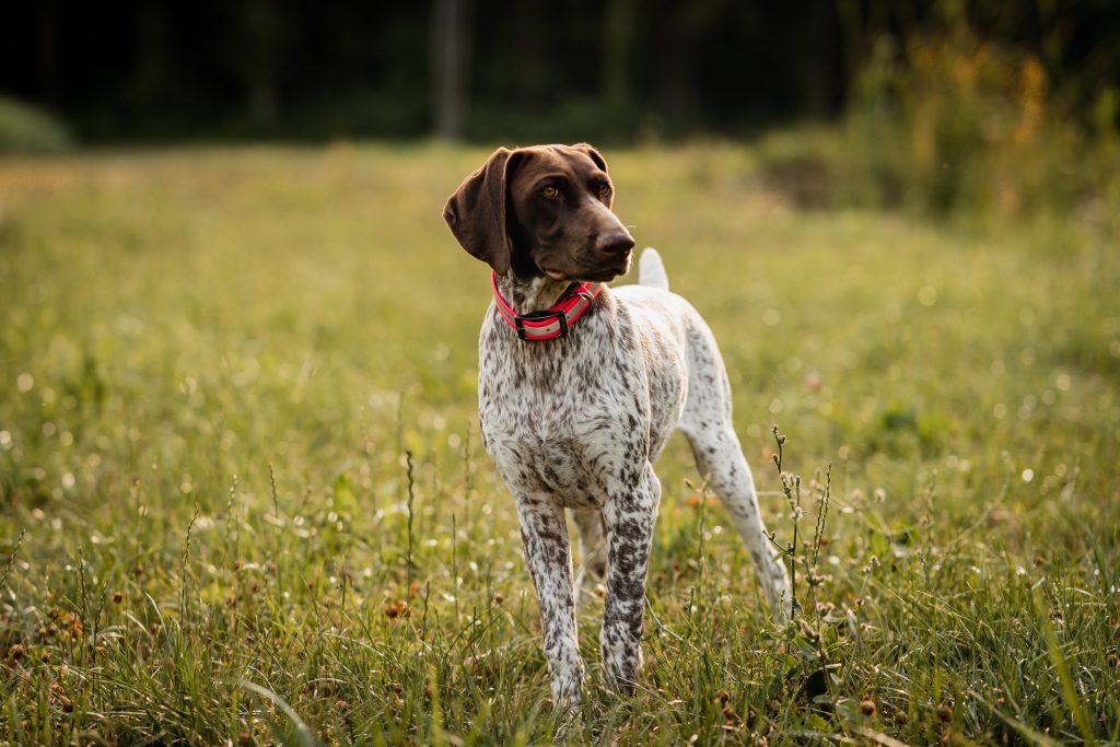 German Pointer (Shorthaired) - German Shorthaired Pointer Dog good and healthy 