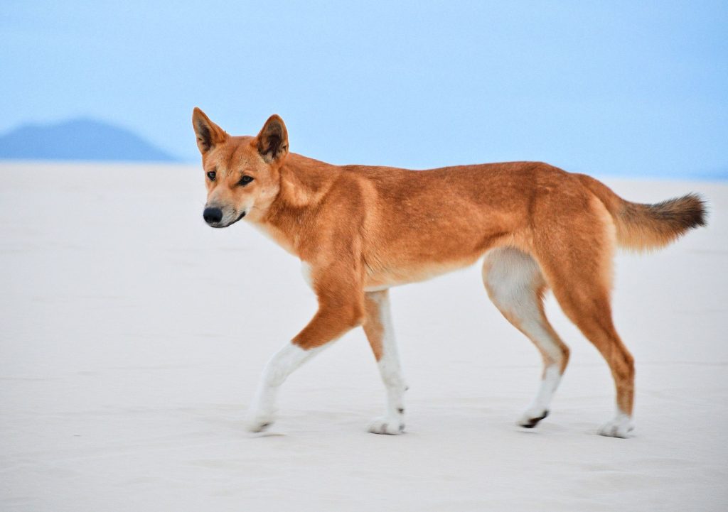 Dingo Dog walk exercise