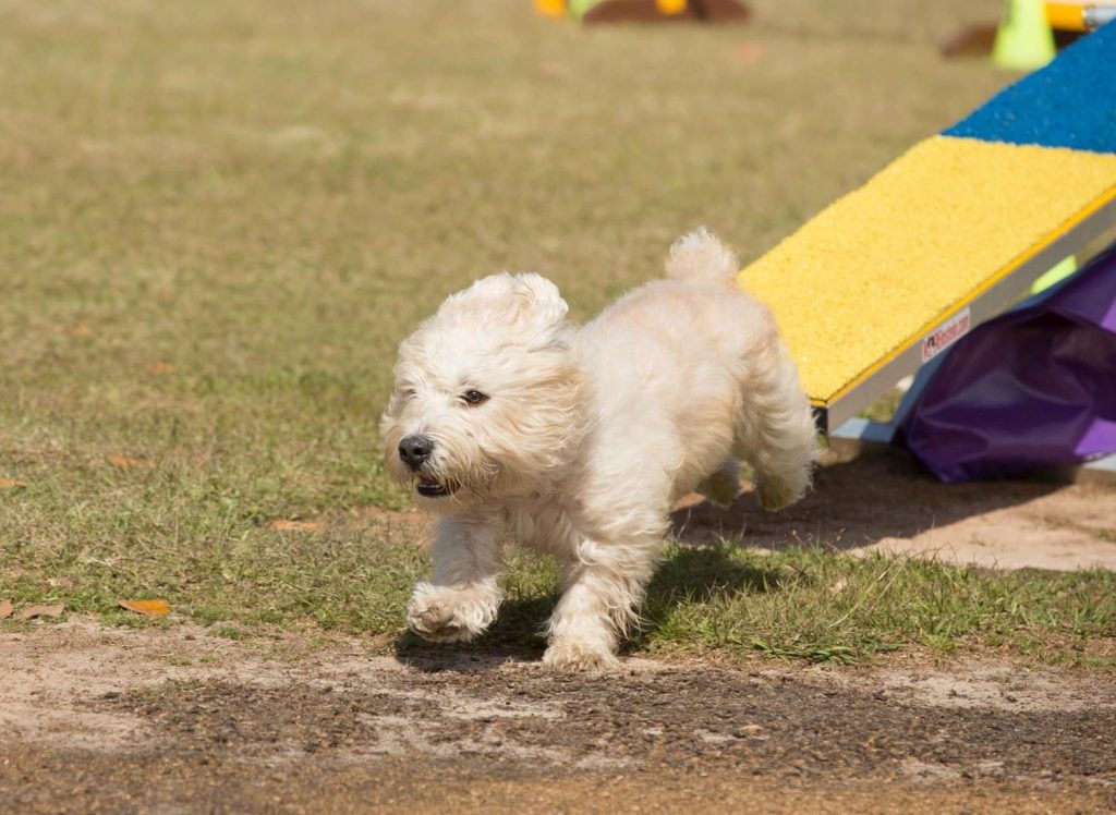 Glen of Imaal Terrier Dog training on play ground