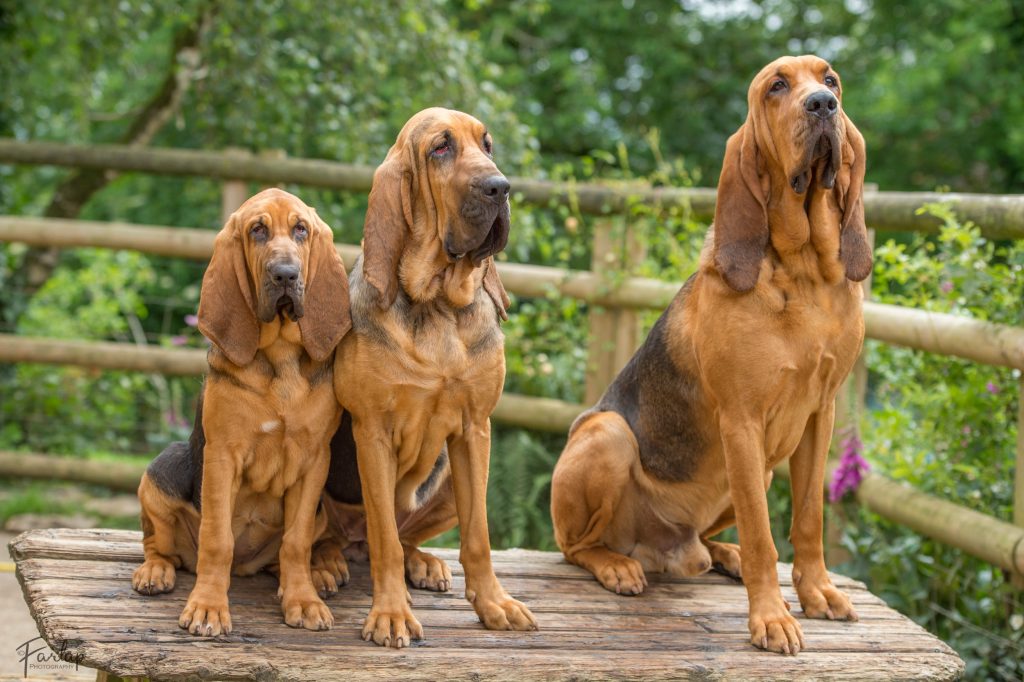 Playfulness Level Bloodhound Dog