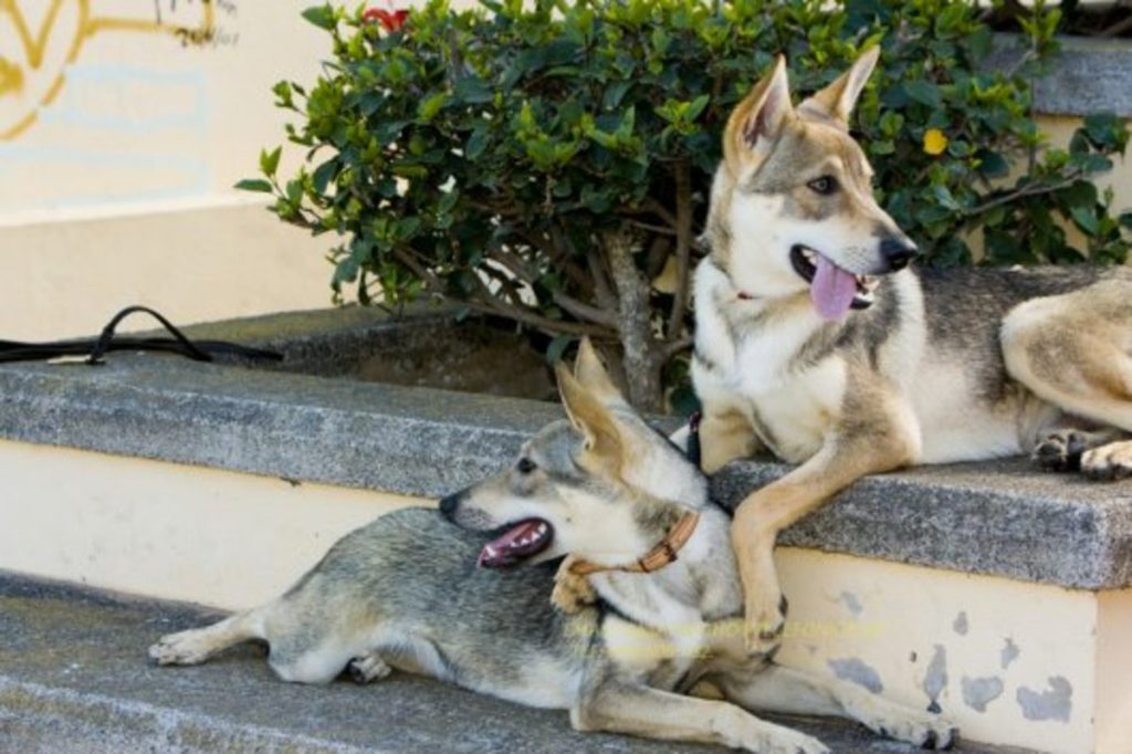 11 Best Wolf Dog Breeds - PetHelpful