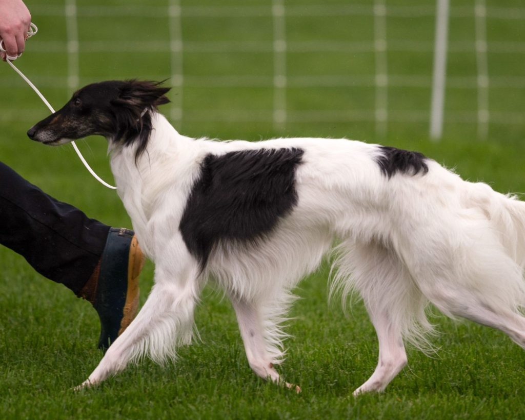 Silken Windhound Dog with trainer