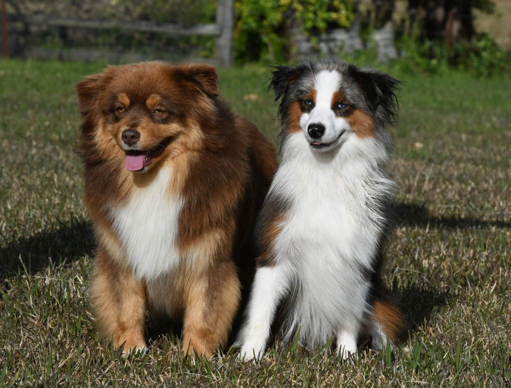 Miniature American Shepherd Dog two different colours