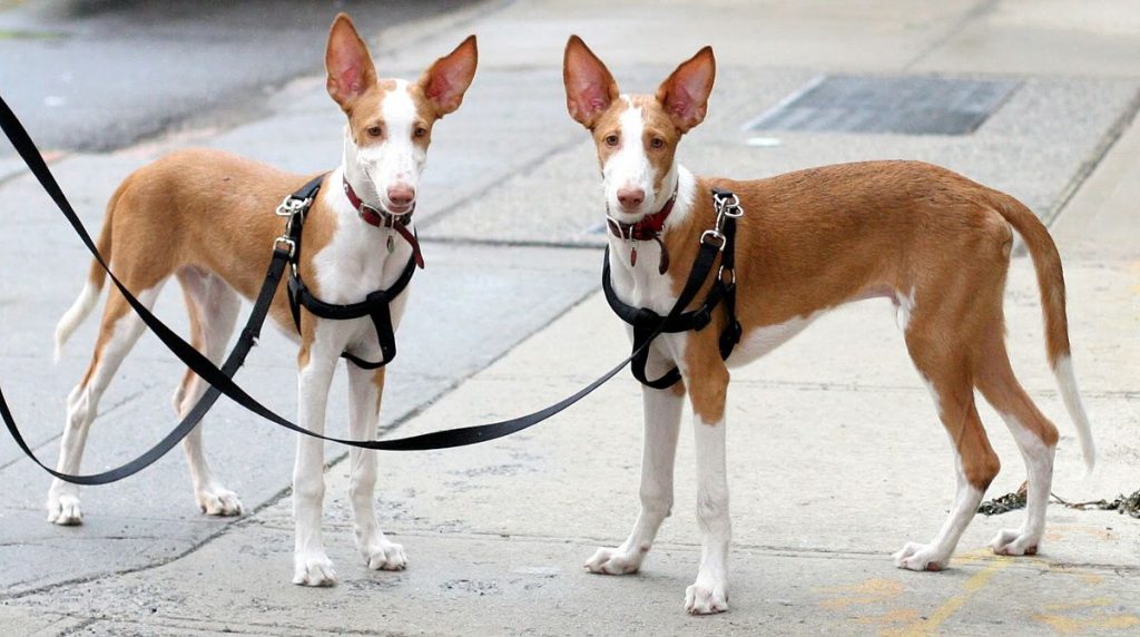 Podenco Valenciano Dog different sizes