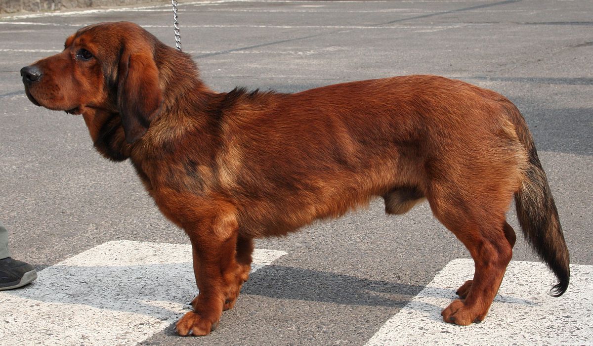 Alpine Dachsbracke Dog Breed Information