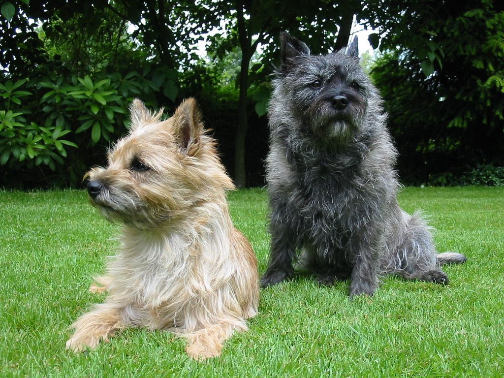 Fur Length and Colour Cairn Terrier Dog