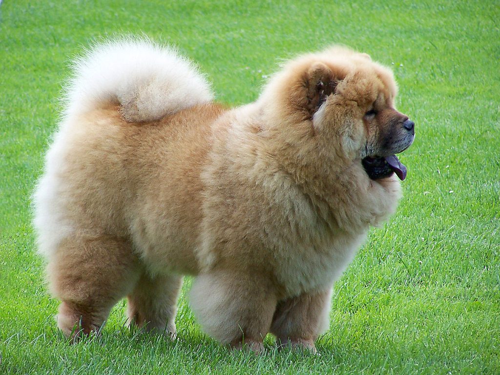 Size and Breed Category Chow Chow Dog