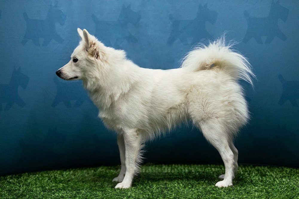 Danish Spitz Dog Breed Information, Puppies & Breeders Dogs Australia