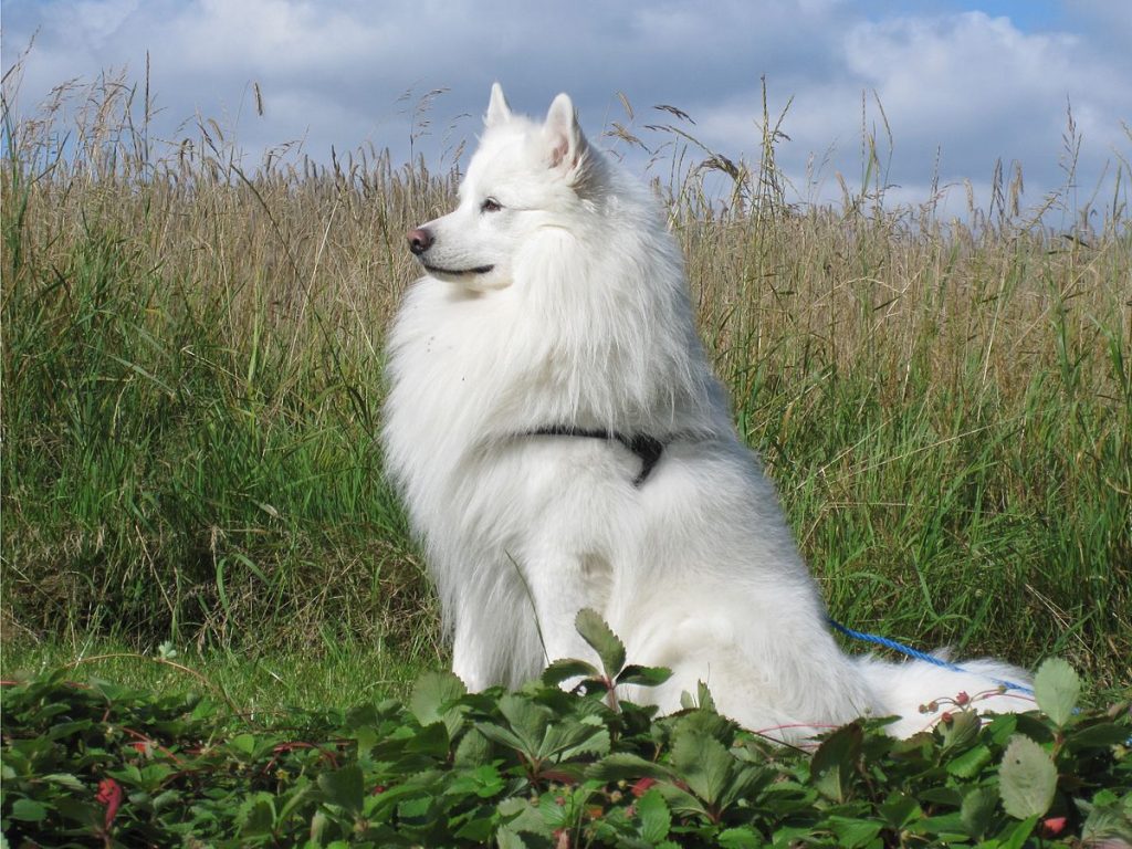 Danish Spitz Dog Inhaling clean air enhances overall health