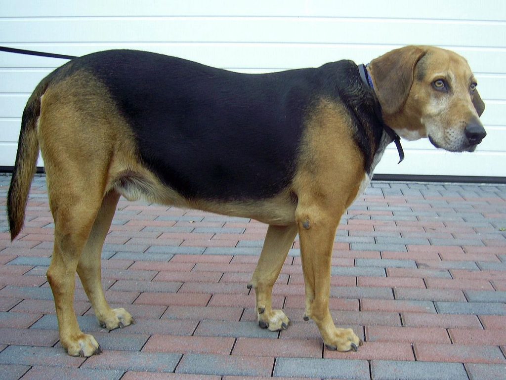 Kerry Beagle Dog walk exercise