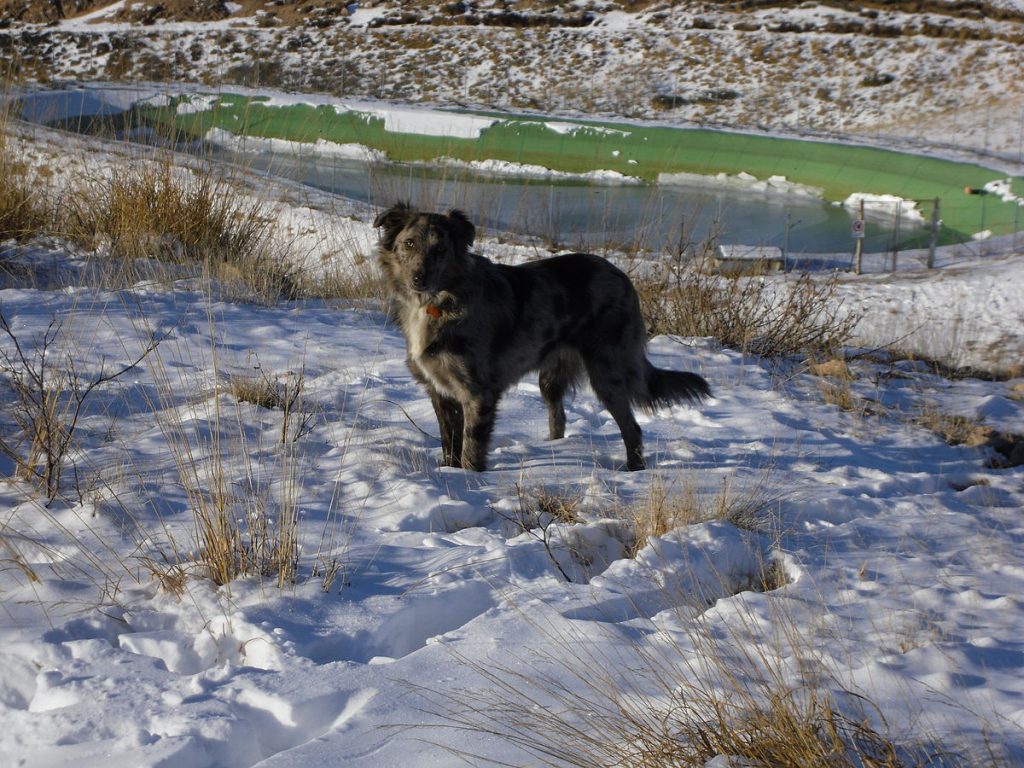 Cane di Oropa Dog training ice