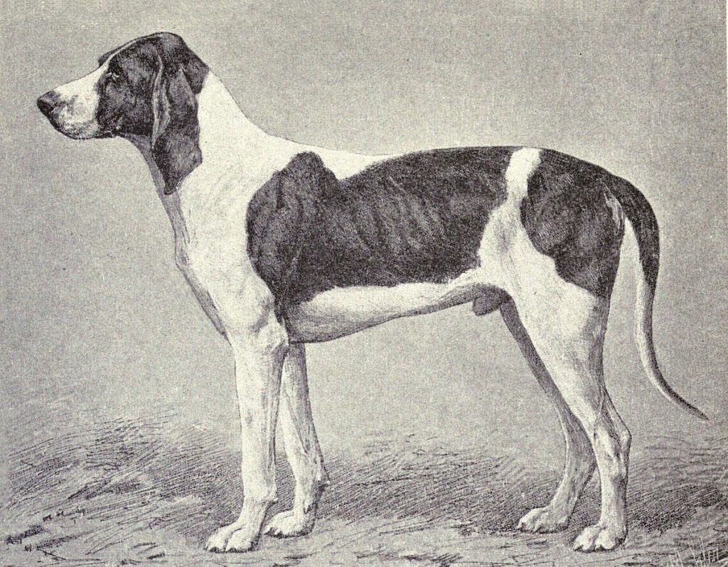 Fur Length and Colour Billy Dog