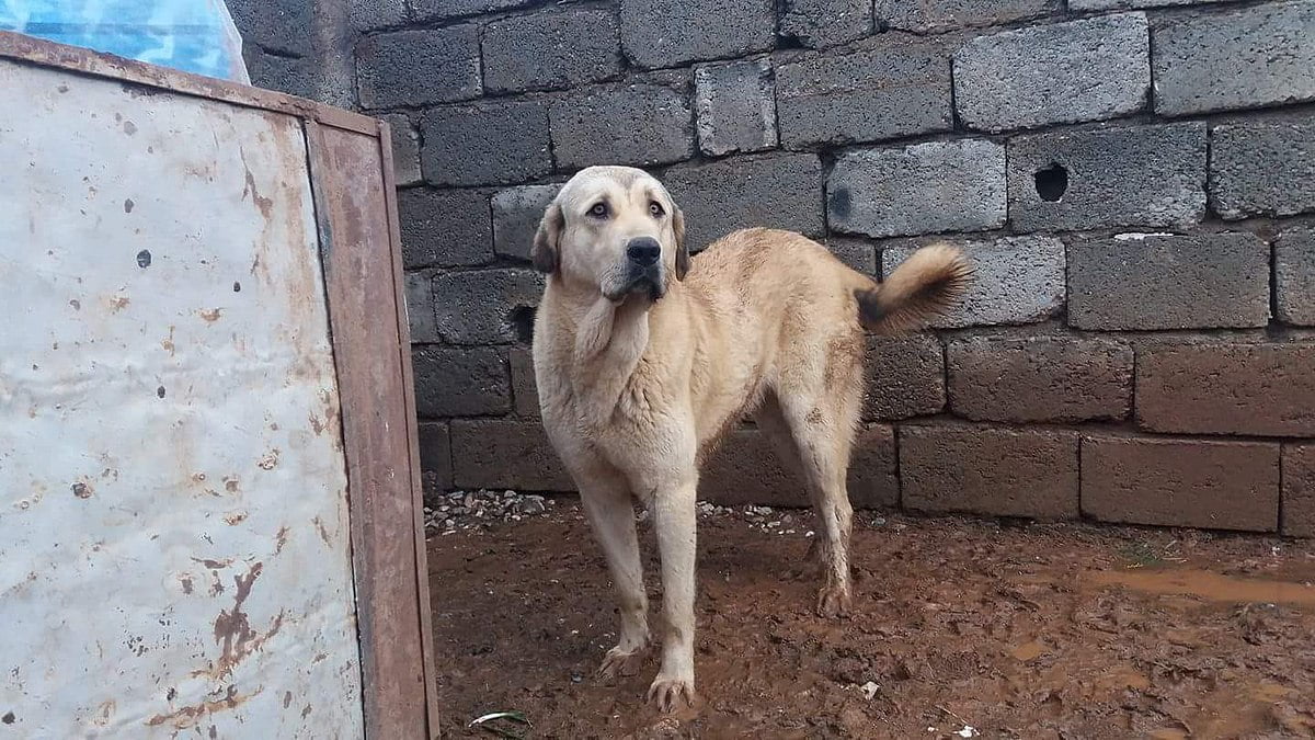 Kurdish Mastiff Dog Breed Information