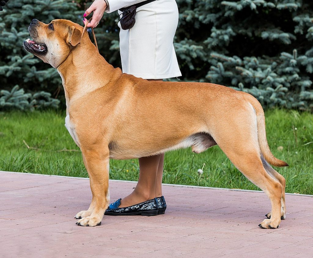 Perro de Presa Mallorquin Dog training with owner