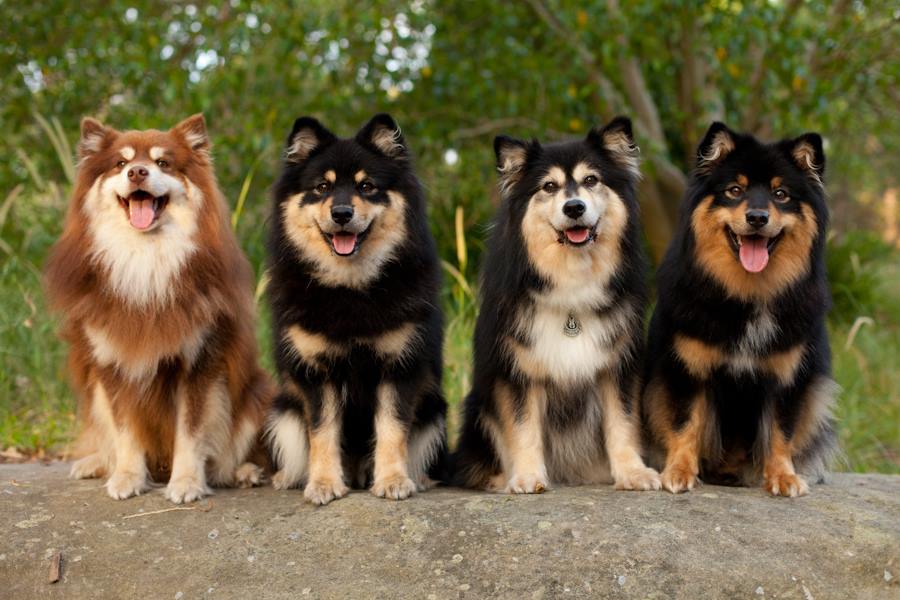 Finnish Lapphund Dog different colours