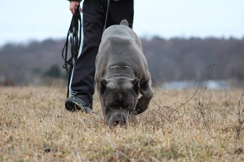 Cane Corso Dog searching training with owner