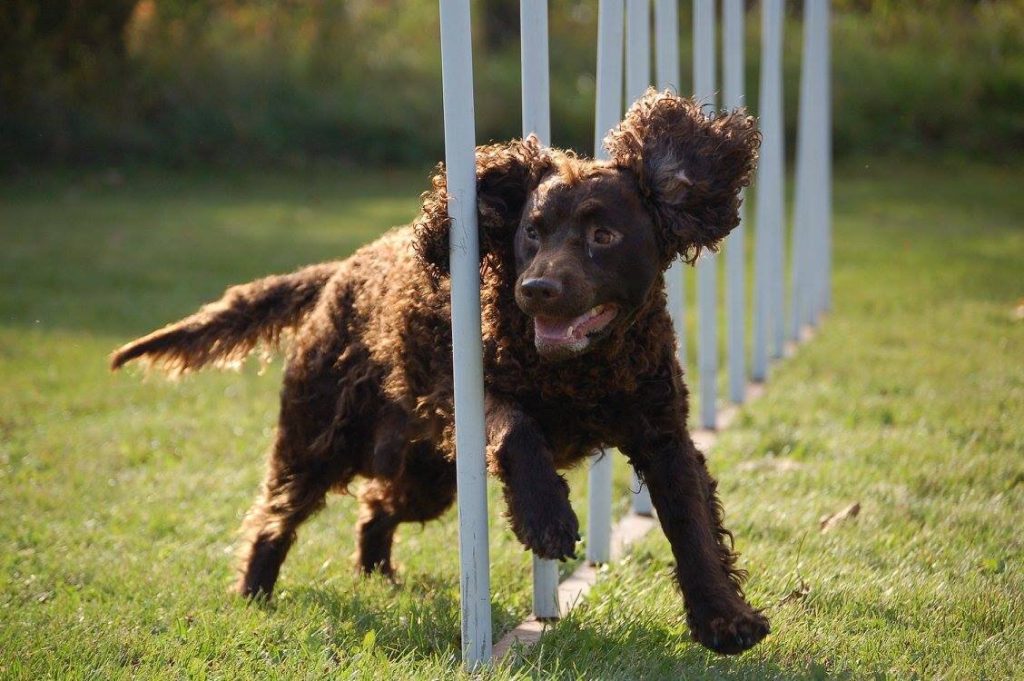 american water spaniel dog exercise