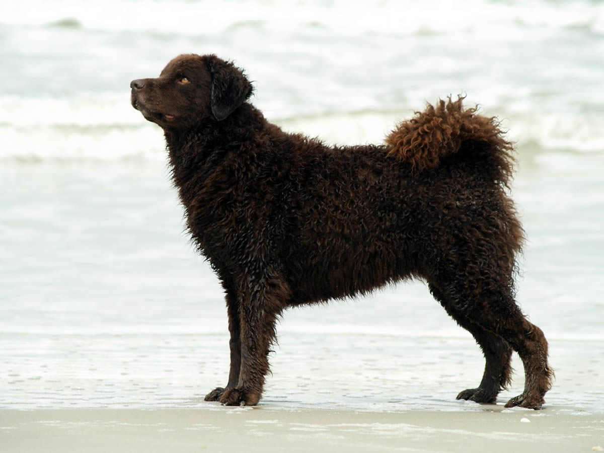 Wetterhoun Dog Dog Breed Information