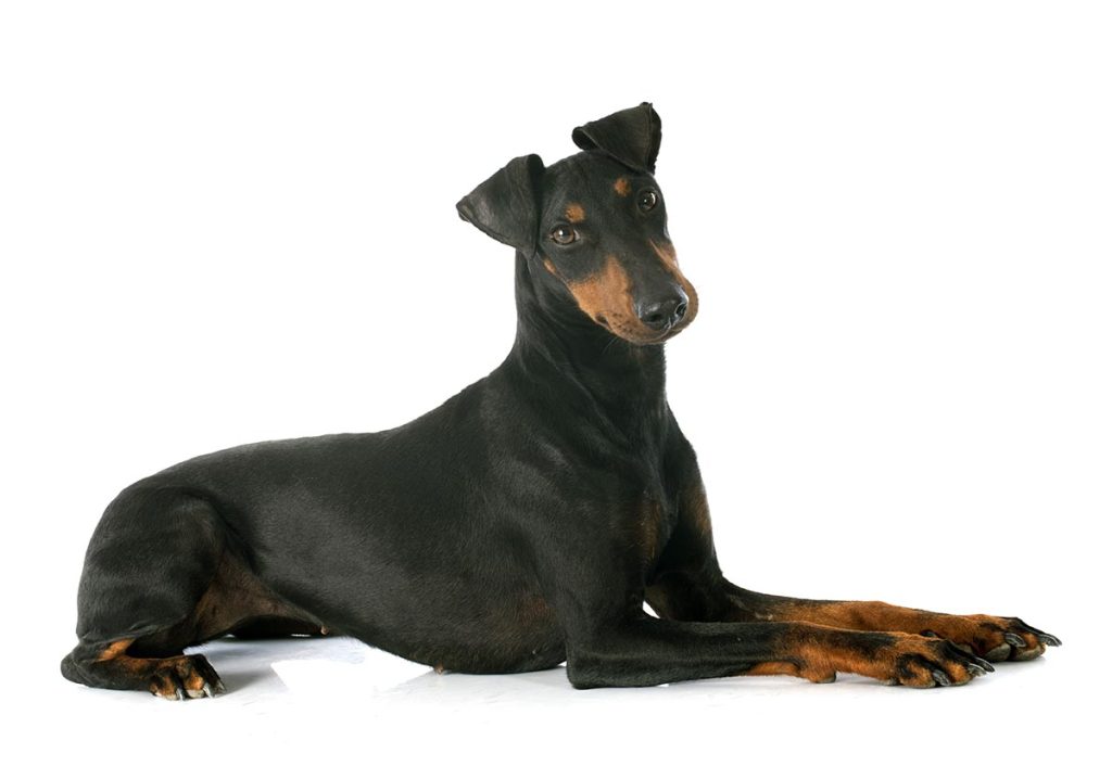 Toy Manchester Terrier Dog