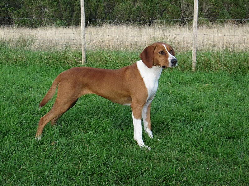 Posavac Hound Dog Breed Information