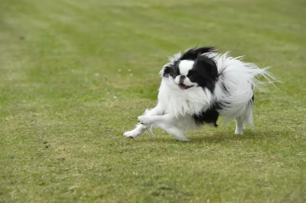 Japanese Chin Dog running exercise