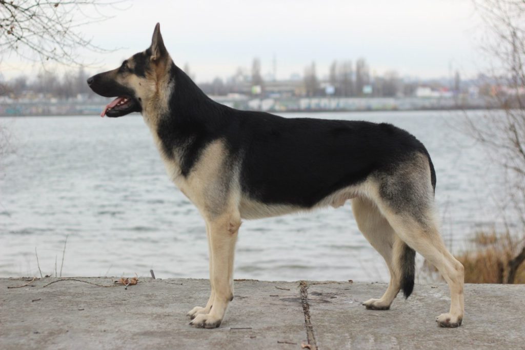 East European Shepherd Dog ready for exercise
