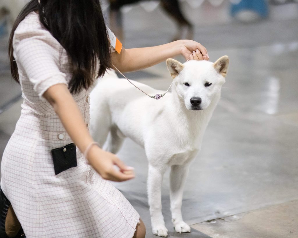 Korean Jindo Dog owner train dog