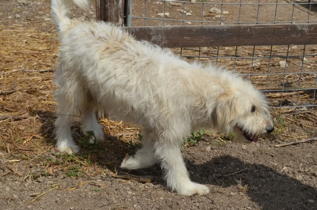 Spino degli Iblei Dog prepared for training