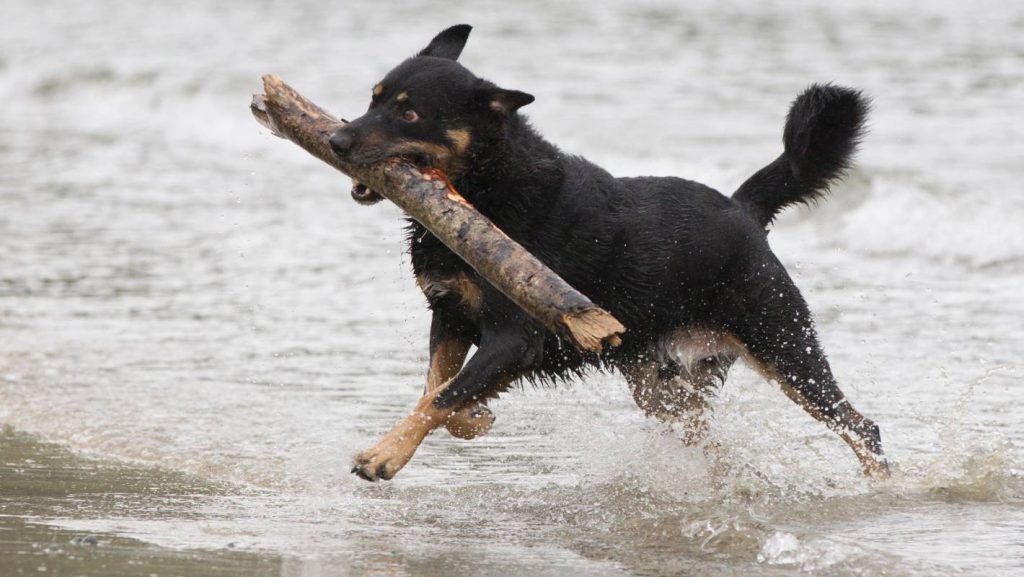 New Zealand Heading Dog training in the beach