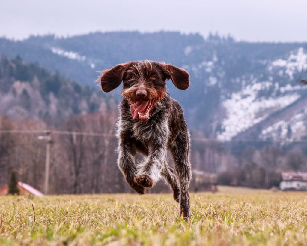 Wire-haired Pointing Griffon Dog running exercise