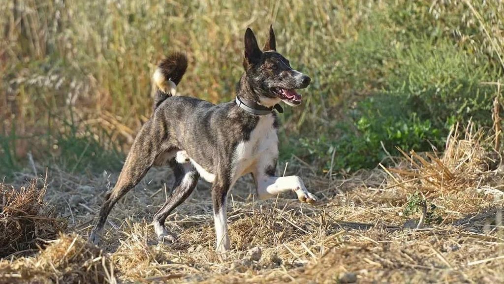 Styrian Coarse-haired Hound Dog running exercise