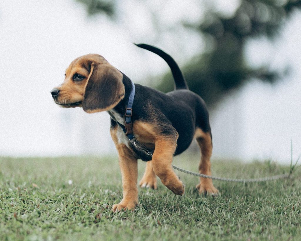 Kerry Beagle Dog breathing fresh air