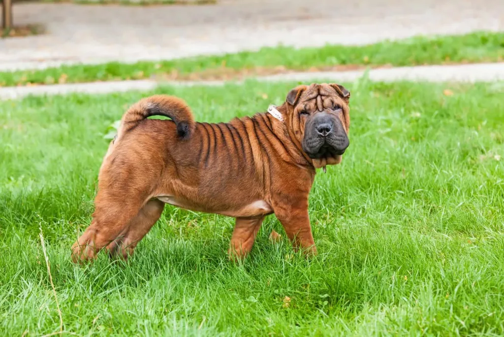 Chinese Shar-Pei Dog Caring for and Maintaining Well-being through Grooming