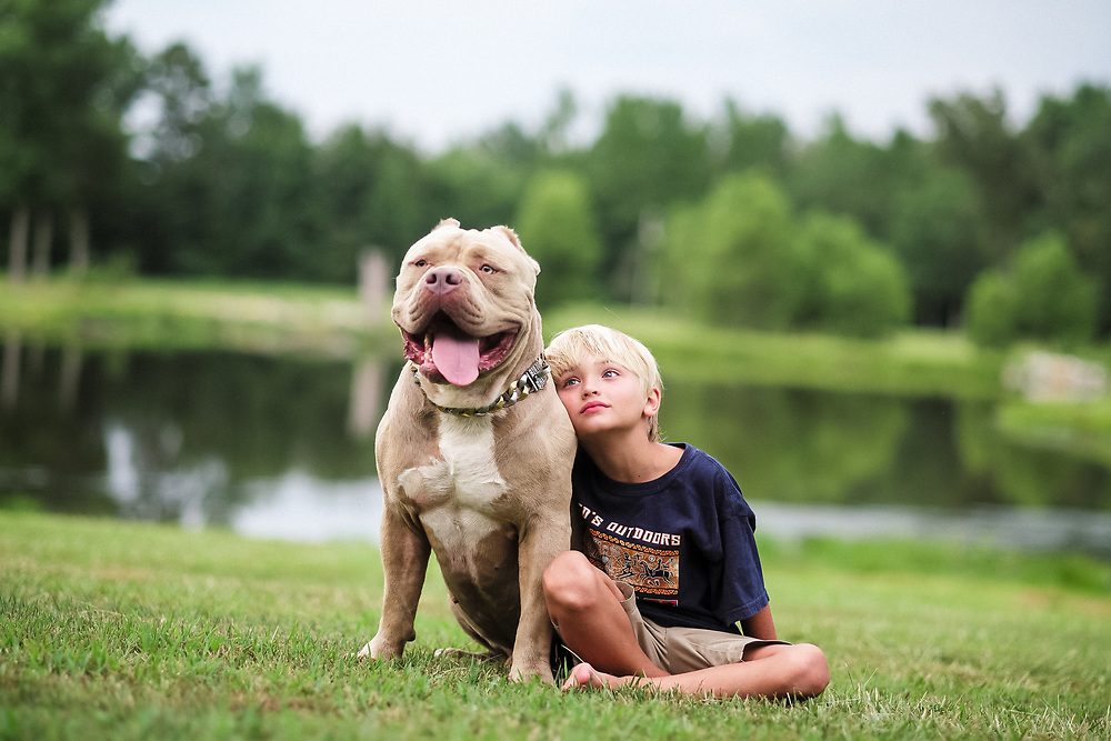american bully dog play with child