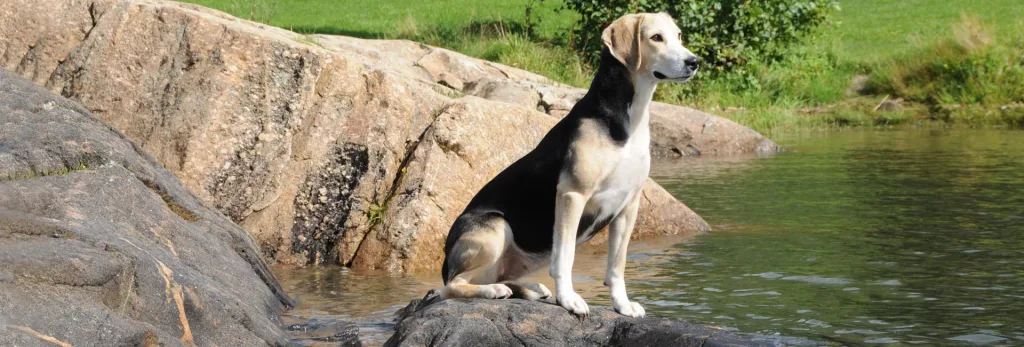 Dunker Dog Inhaling clean air enhances overall health