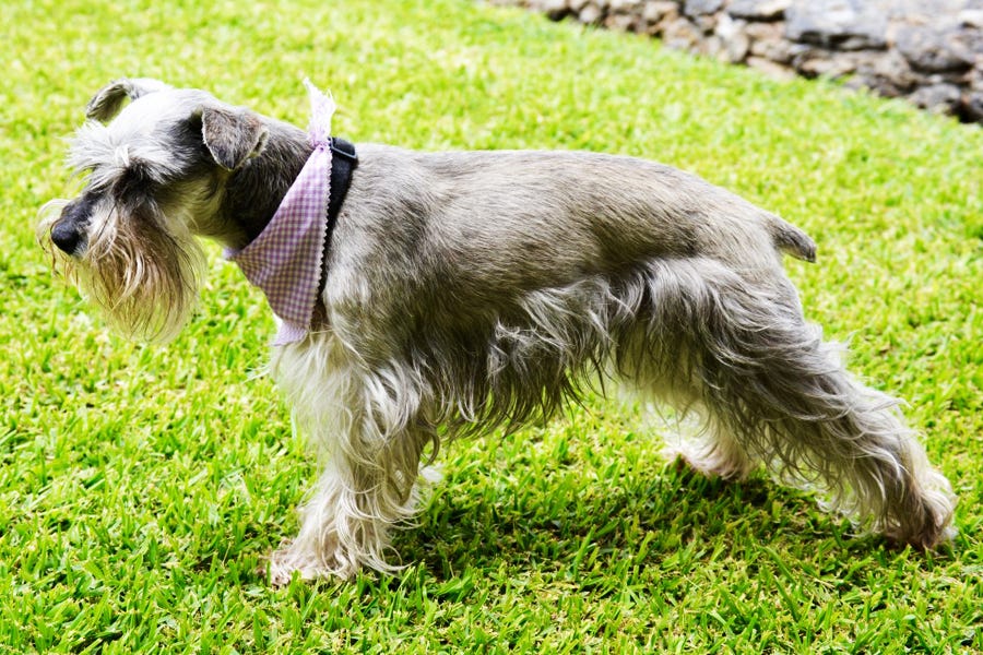 Top 10 Interesting Facts about Cesky Terrier 