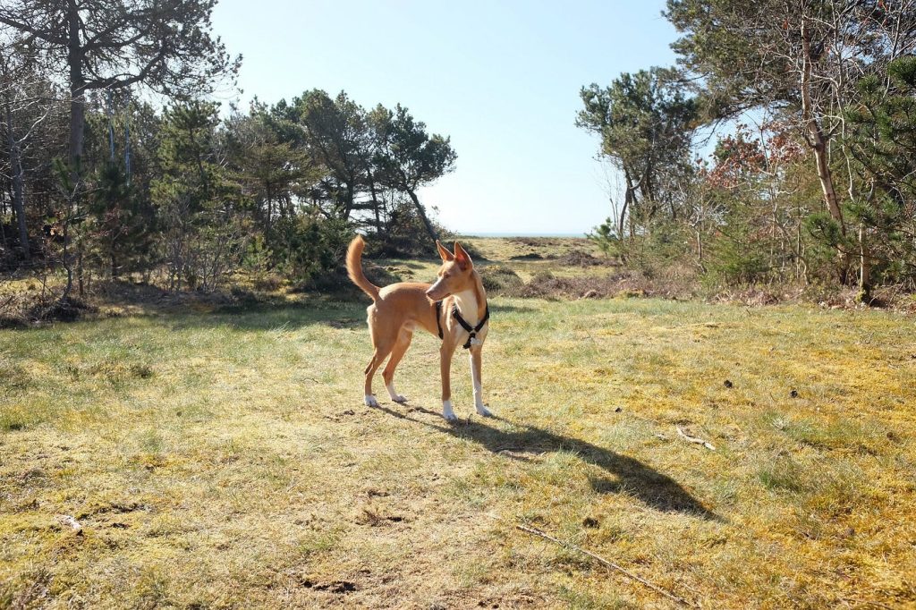 Maneto Dog walk exercise