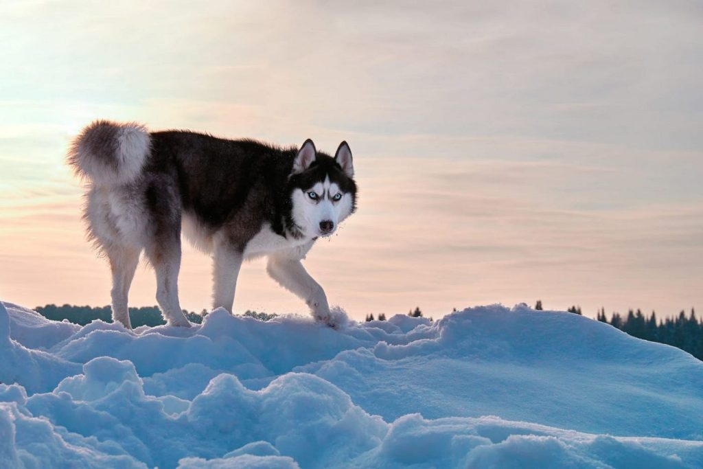 Siberian Husky Dog in snow