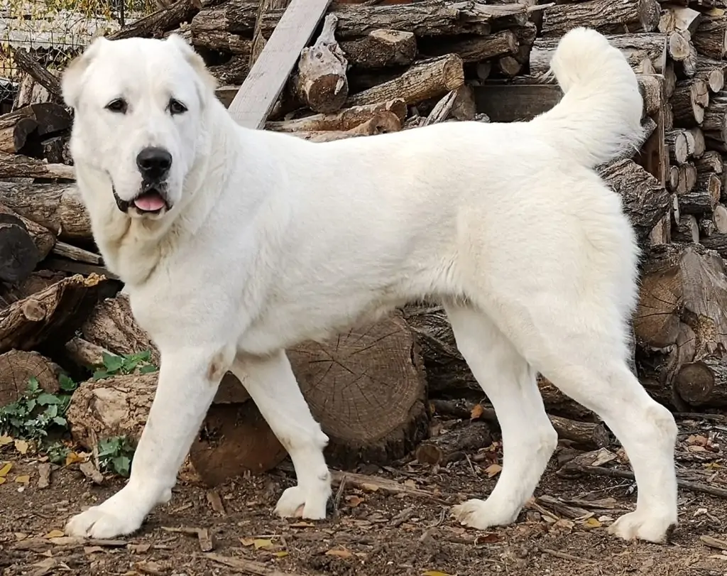 torkuz dog ready for exercise