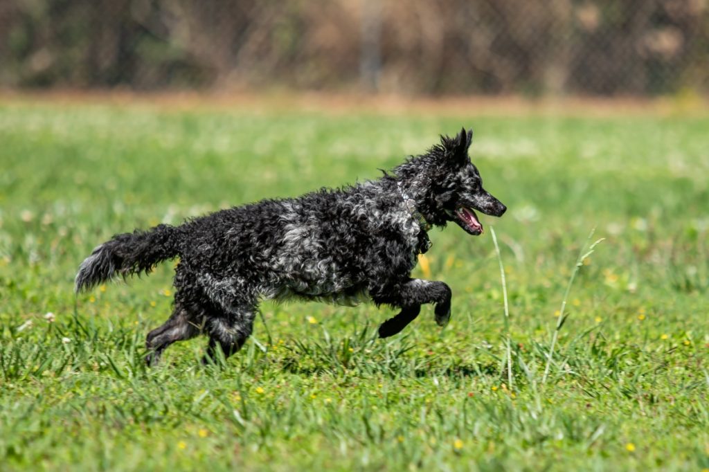 Mudi Dog running exercise