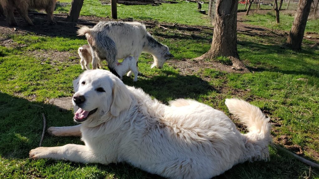 Polish Tatra Sheepdog Dog Family Farm