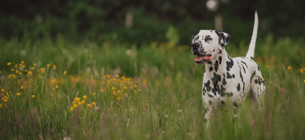 Dalmatian Dog Approachability with New Faces