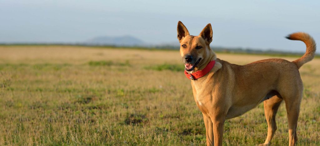 carolina dog Breathing in fresh air contributes to overall well-being