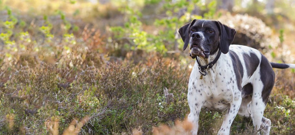 Pointer Dog ready for exercise