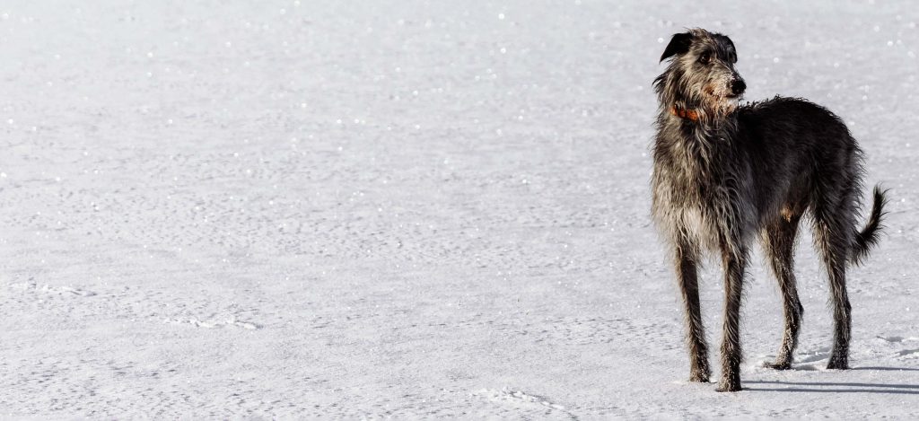 Scottish Deerhound Dog Clean air is beneficial for one's health