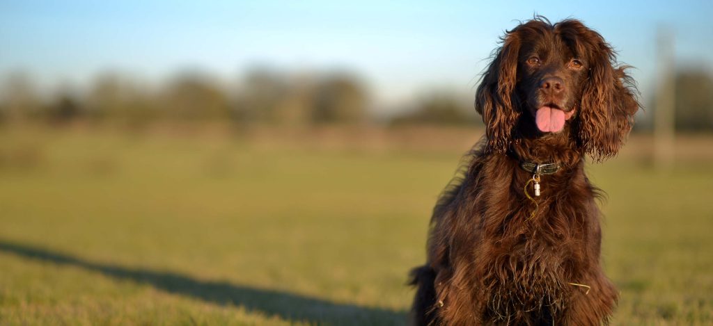 Field Spaniel Dog healthy and strong