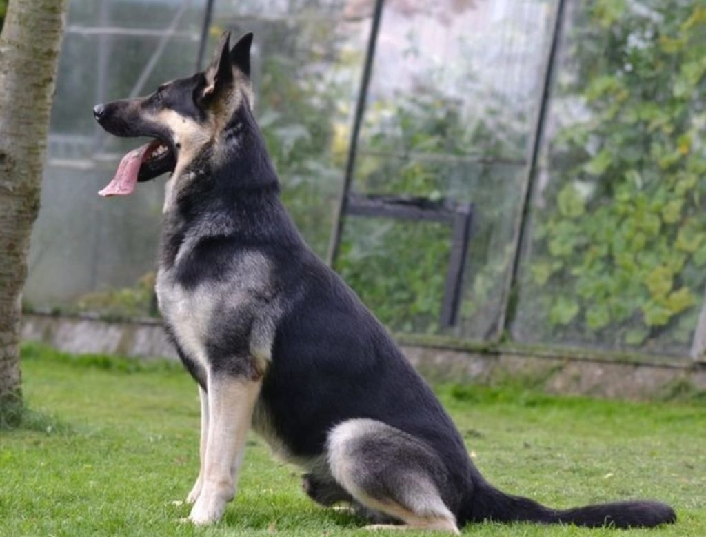 East European Shepherd Dog prepared for training