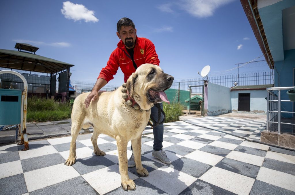 Aksaray Malaklisi Dog ready for exercise