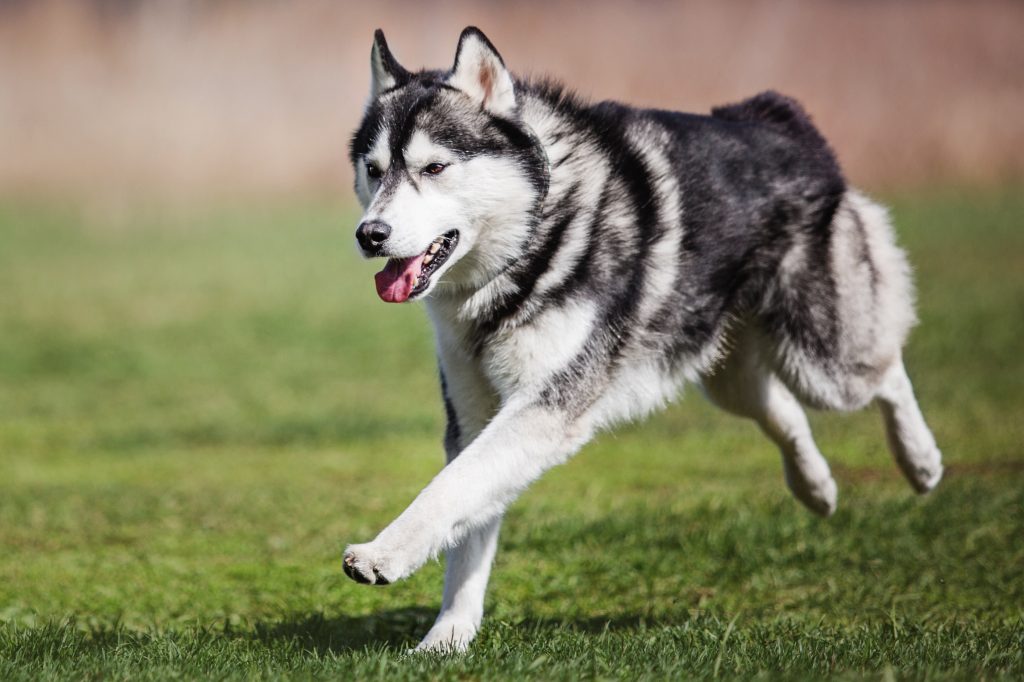 Alaskan Husky dog running Exercise